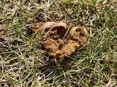 Lycoperdon dermoxanthum