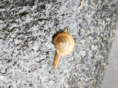 Bradybaena similaris