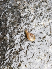 Bradybaena similaris