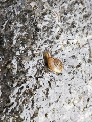 Bradybaena similaris
