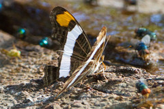 Adelpha fessonia