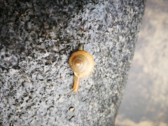 Bradybaena similaris