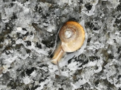 Bradybaena similaris