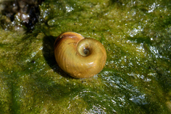 Planorbarius corneus