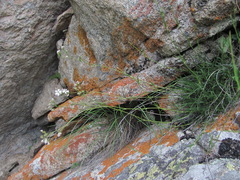 Gypsophila tenuifolia