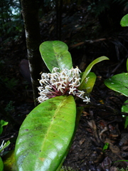 Ixora comptonii