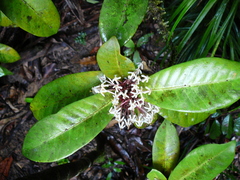 Ixora comptonii