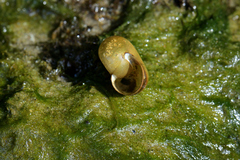 Planorbarius corneus