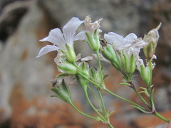 Gypsophila tenuifolia