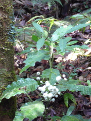 Psychotria baillonii