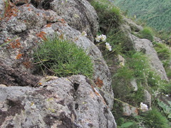 Gypsophila tenuifolia