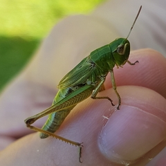 Pseudochorthippus parallelus