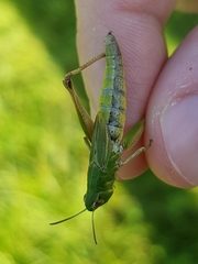 Pseudochorthippus parallelus