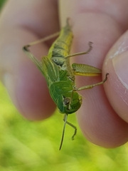 Pseudochorthippus parallelus