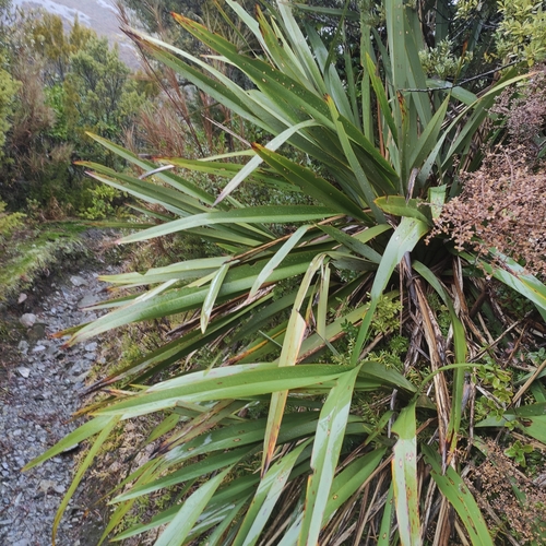 Phormium colensoi