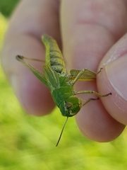 Pseudochorthippus parallelus