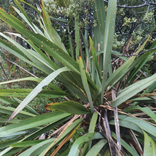 Phormium colensoi