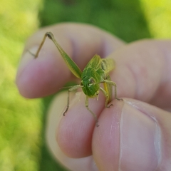 Pseudochorthippus parallelus