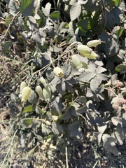 Silene