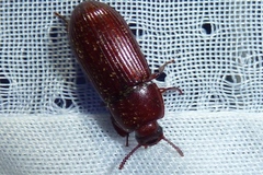 Uloma rufa