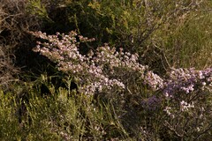 Thryptomene