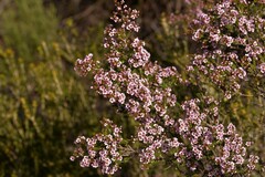Thryptomene