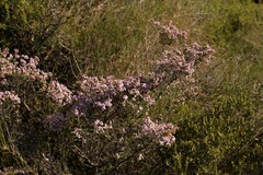 Thryptomene