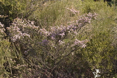 Thryptomene