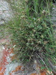 Campanula saxifraga