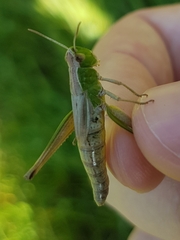 Pseudochorthippus parallelus