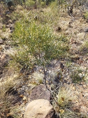 Euclea linearis