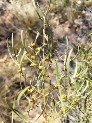 Euclea linearis