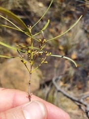 Euclea linearis