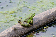 Pelophylax