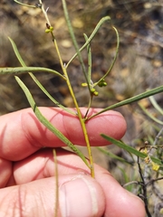 Euclea linearis