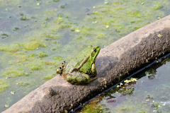 Pelophylax