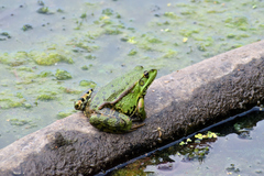 Pelophylax