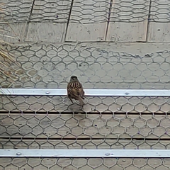 Prunella modularis occidentalis