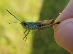 Pseudochorthippus parallelus