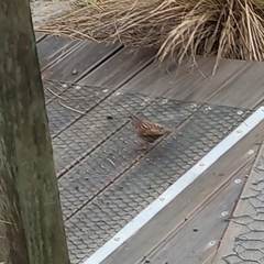 Prunella modularis occidentalis