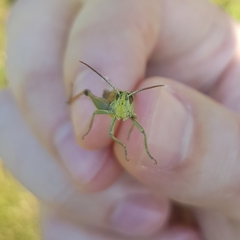 Pseudochorthippus parallelus