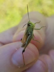 Pseudochorthippus parallelus