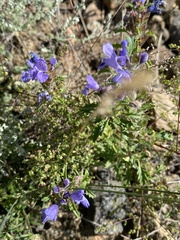 Dracocephalum olchonense