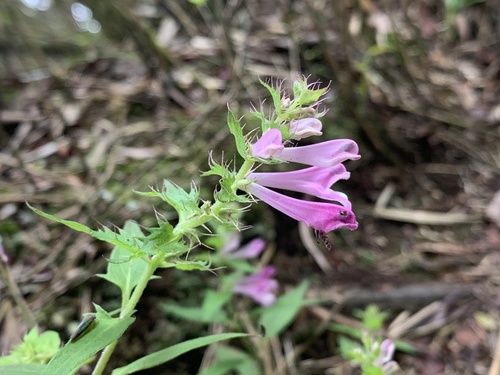Melampyrum roseum iNat (3)