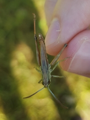 Pseudochorthippus parallelus