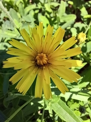 Hieracium umbellatum