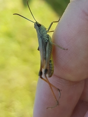 Pseudochorthippus parallelus