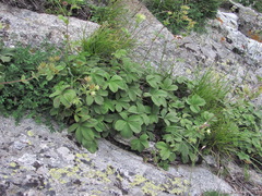 Potentilla brachypetala