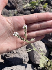 Heliotropium europaeum