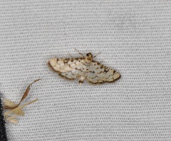 Hileithia rehamalis